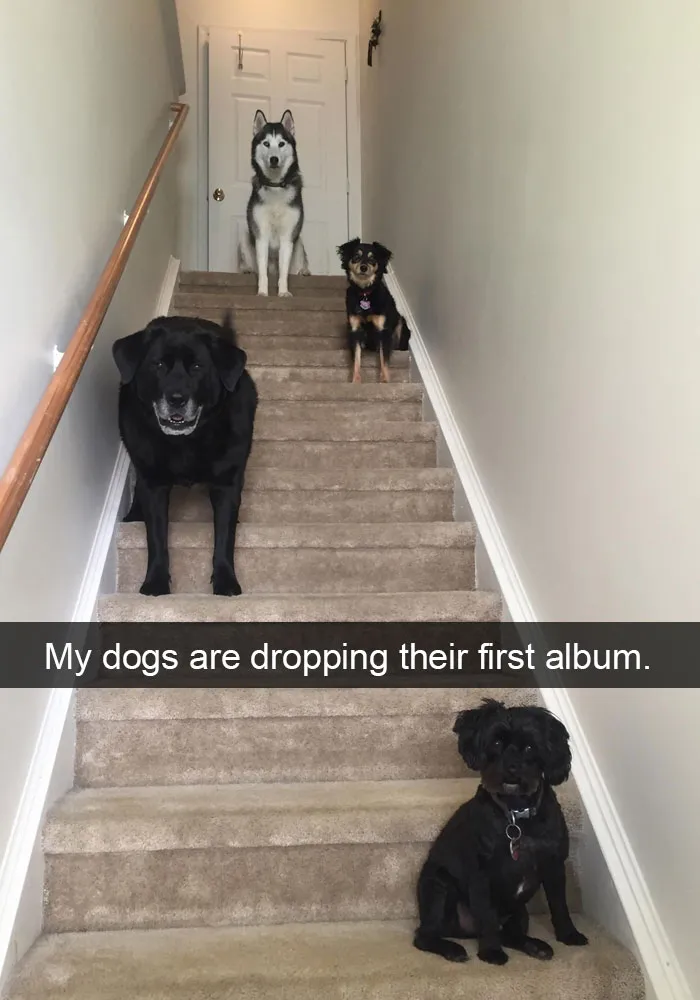 50 Hilarious Dog Snapchats That Are Impawsible Not To Laugh At