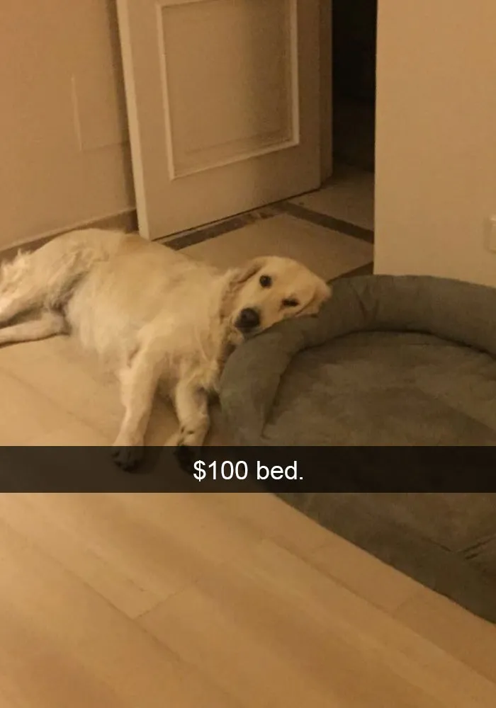 50 Hilarious Dog Snapchats That Are Impawsible Not To Laugh At