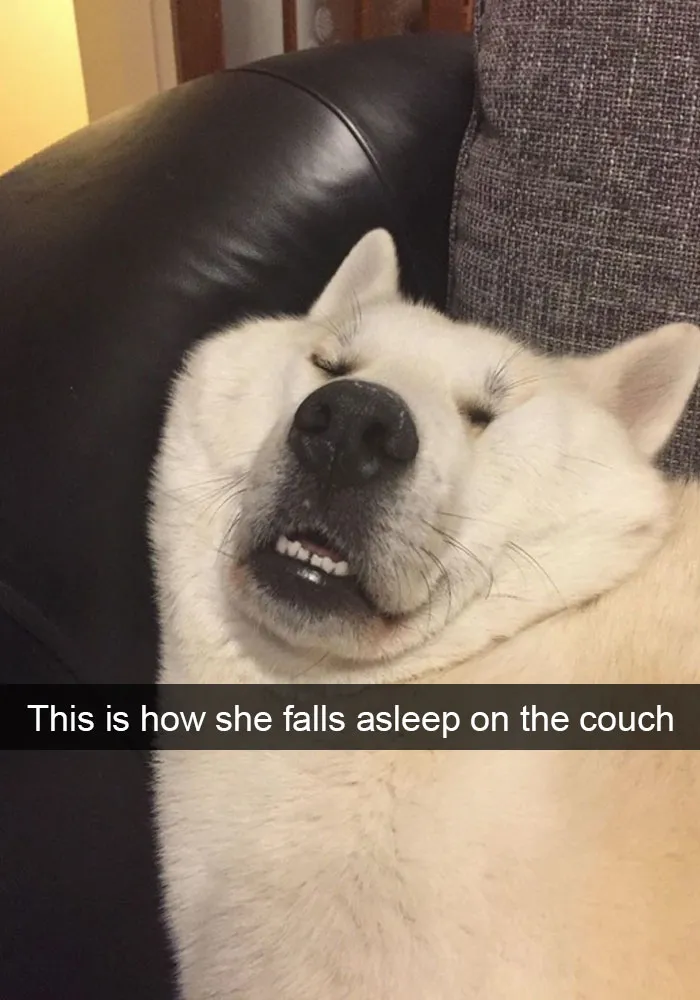 50 Hilarious Dog Snapchats That Are Impawsible Not To Laugh At