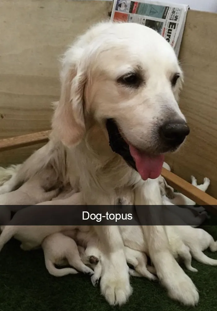 50 Hilarious Dog Snapchats That Are Impawsible Not To Laugh At