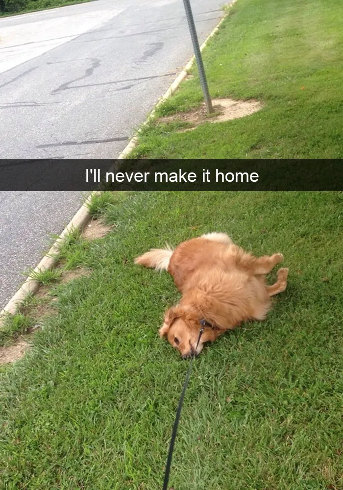 50 Hilarious Dog Snapchats That Are Impawsible Not To Laugh At