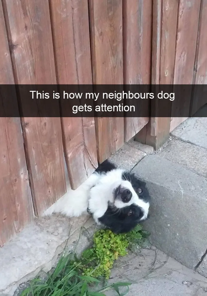 50 Hilarious Dog Snapchats That Are Impawsible Not To Laugh At