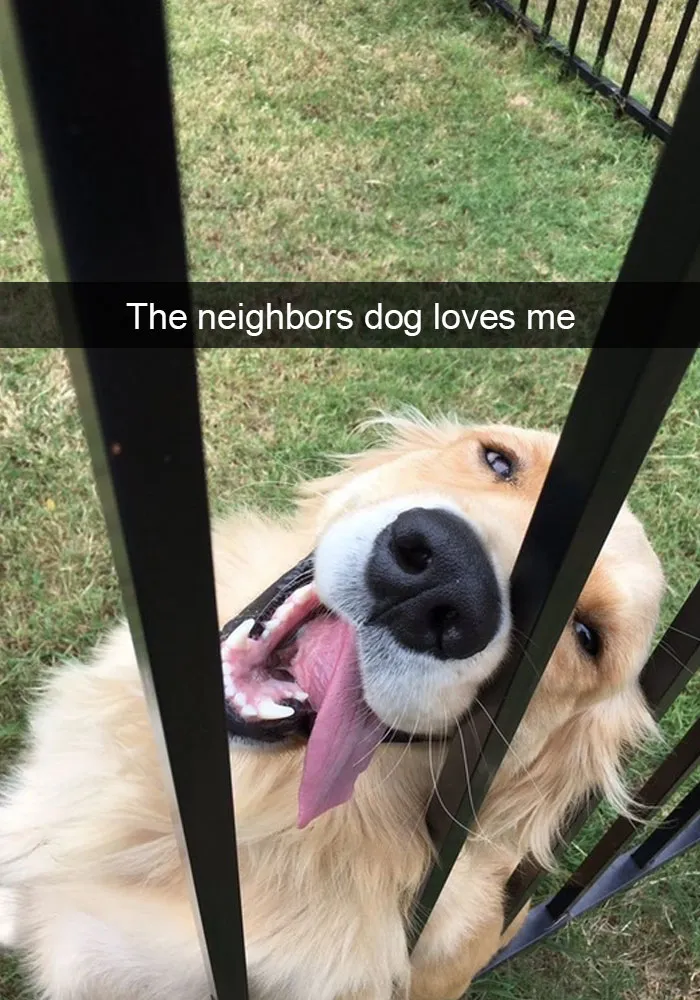 50 Hilarious Dog Snapchats That Are Impawsible Not To Laugh At