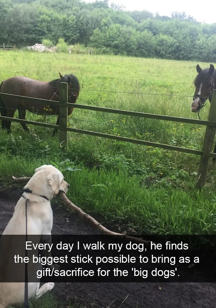 50 Hilarious Dog Snapchats That Are Impawsible Not To Laugh At