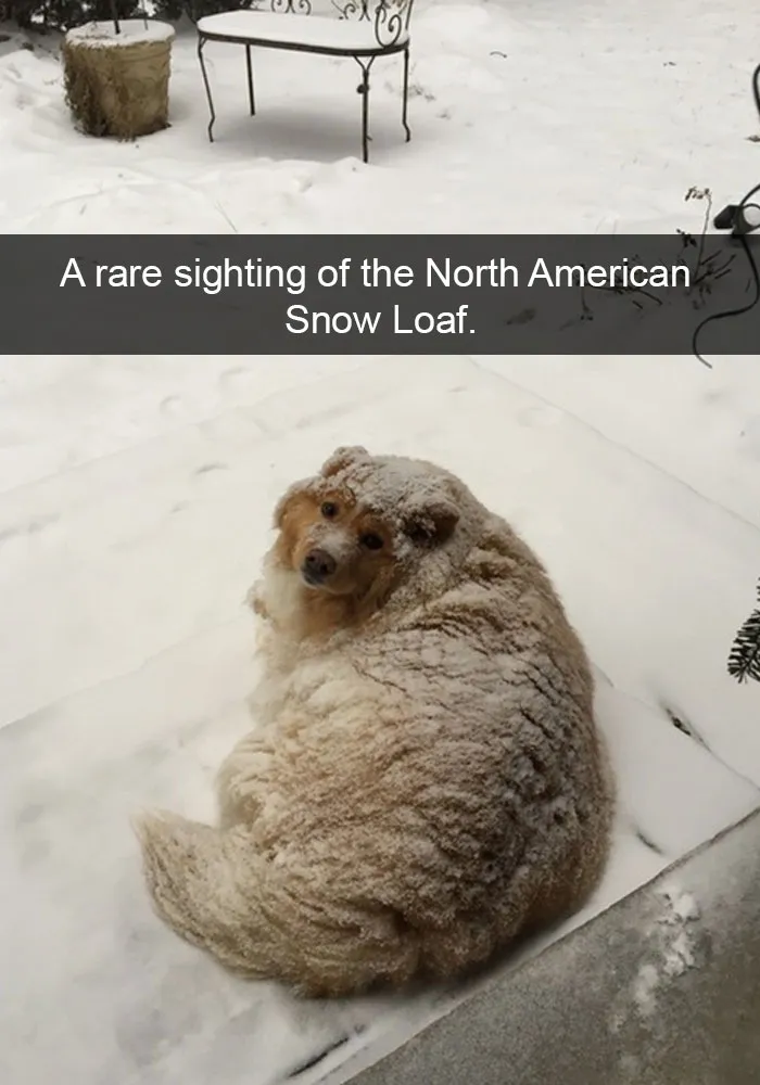 50 Hilarious Dog Snapchats That Are Impawsible Not To Laugh At