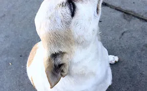 50 Hilarious Dog Snapchats That Are Impawsible Not To Laugh At
