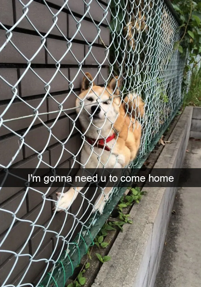 50 Hilarious Dog Snapchats That Are Impawsible Not To Laugh At
