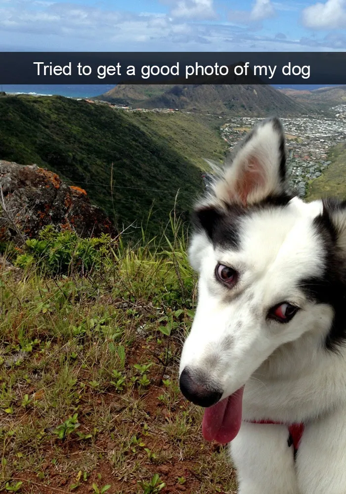 50 Hilarious Dog Snapchats That Are Impawsible Not To Laugh At