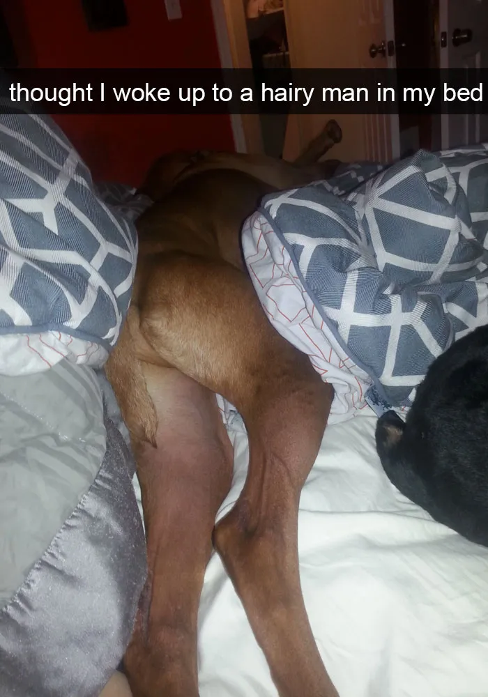 50 Hilarious Dog Snapchats That Are Impawsible Not To Laugh At