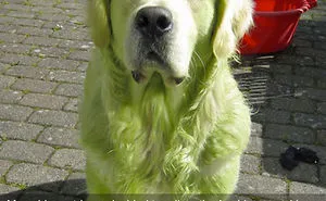 50 Hilarious Dog Snapchats That Are Impawsible Not To Laugh At