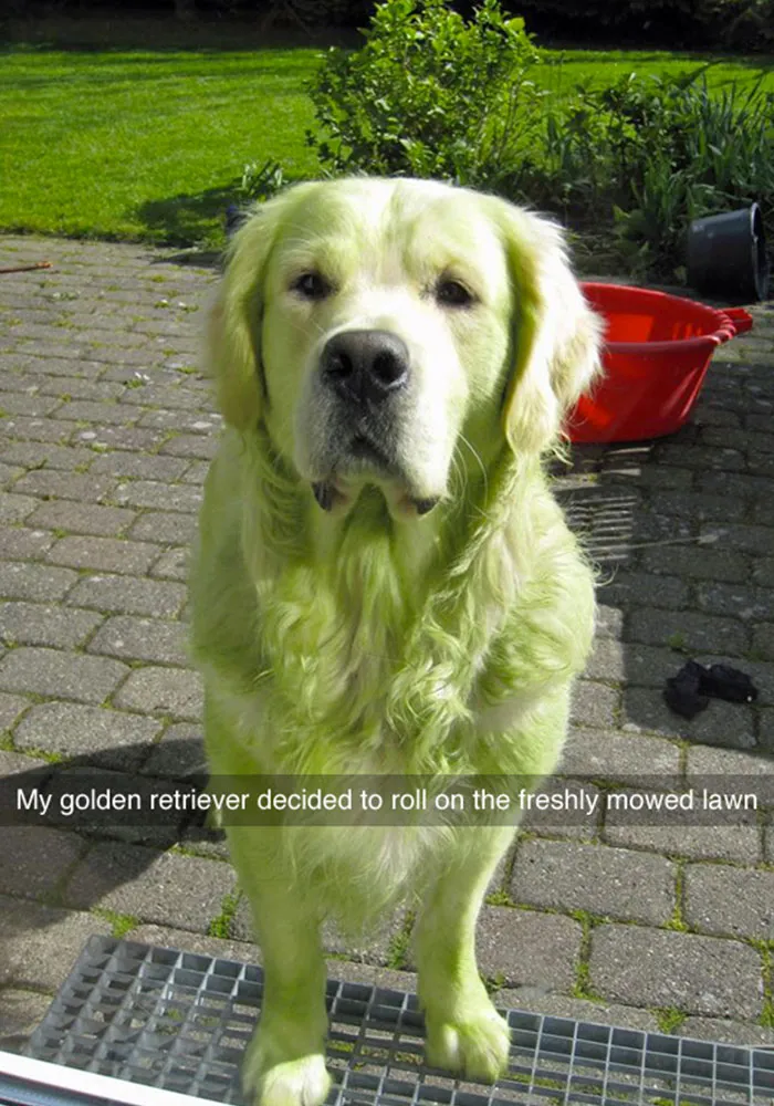 50 Hilarious Dog Snapchats That Are Impawsible Not To Laugh At