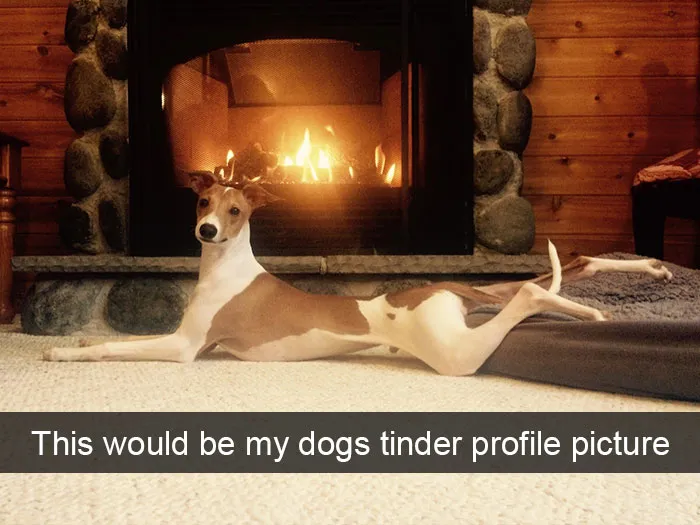 50 Hilarious Dog Snapchats That Are Impawsible Not To Laugh At
