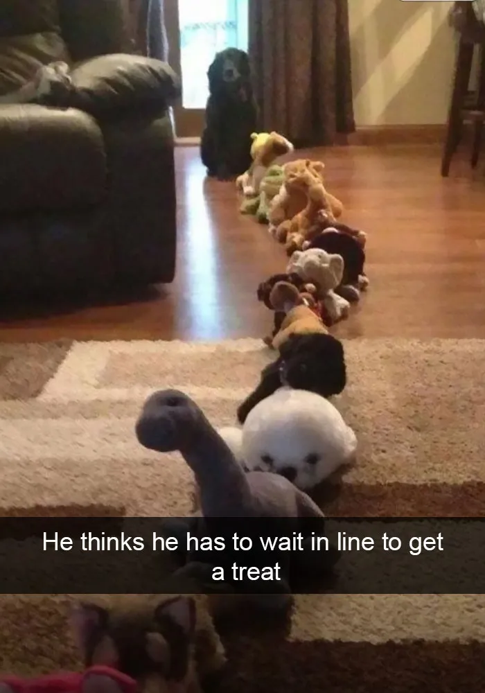 50 Hilarious Dog Snapchats That Are Impawsible Not To Laugh At