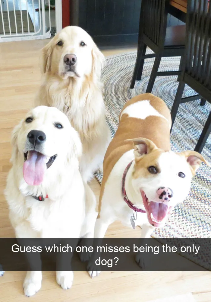 50 Hilarious Dog Snapchats That Are Impawsible Not To Laugh At