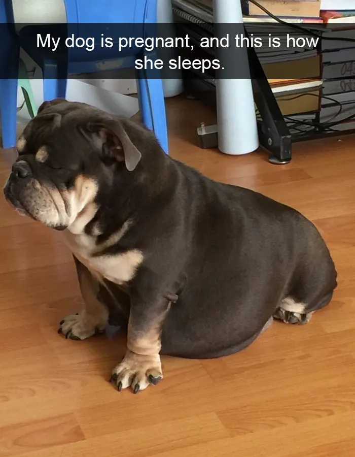50 Hilarious Dog Snapchats That Are Impawsible Not To Laugh At