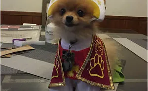 147 Of The Best Dog Tweets Of All Time