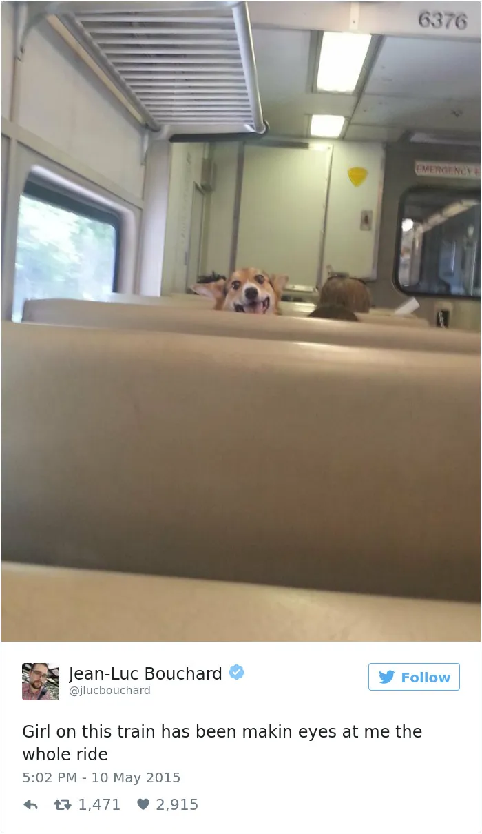 147 Of The Best Dog Tweets Of All Time