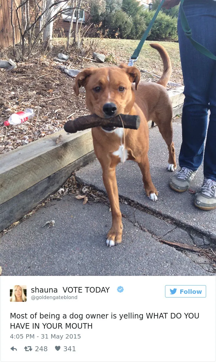 147 Of The Best Dog Tweets Of All Time