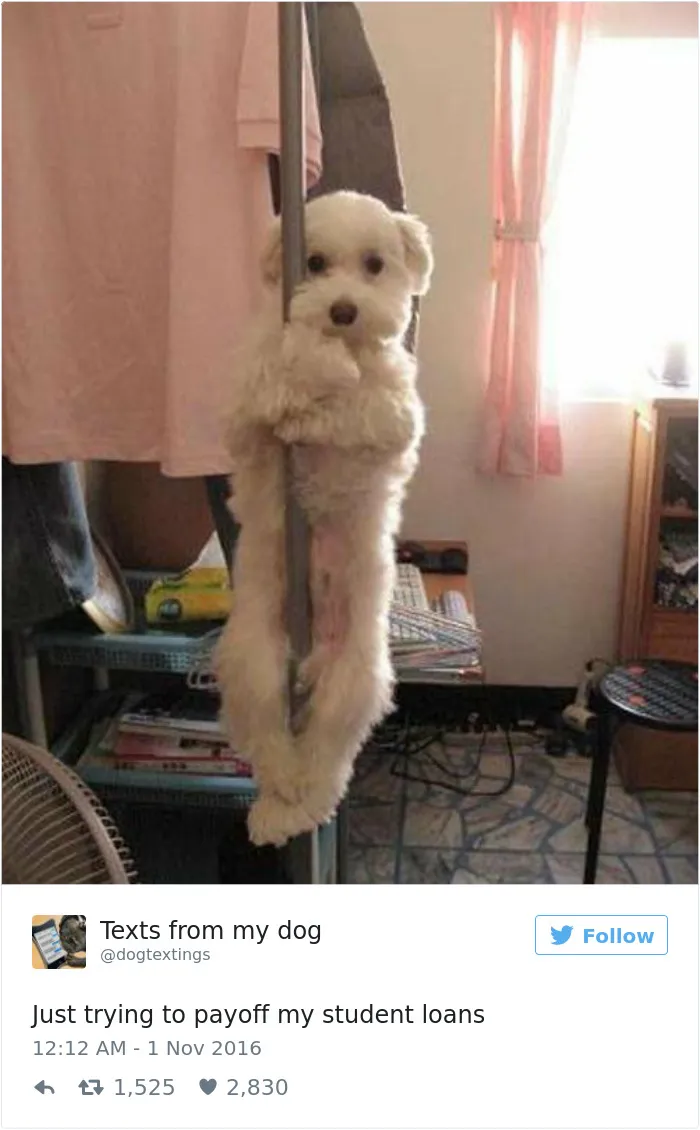 147 Of The Best Dog Tweets Of All Time
