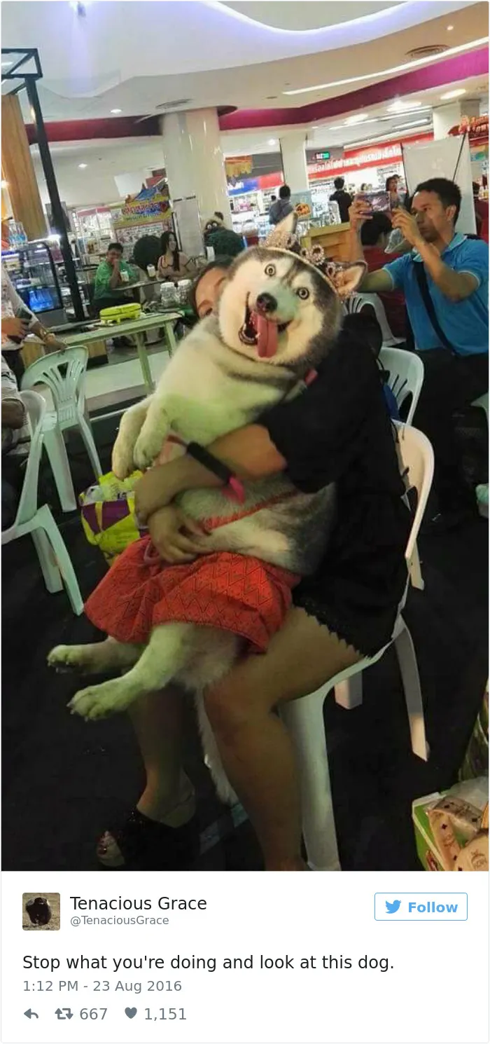 147 Of The Best Dog Tweets Of All Time