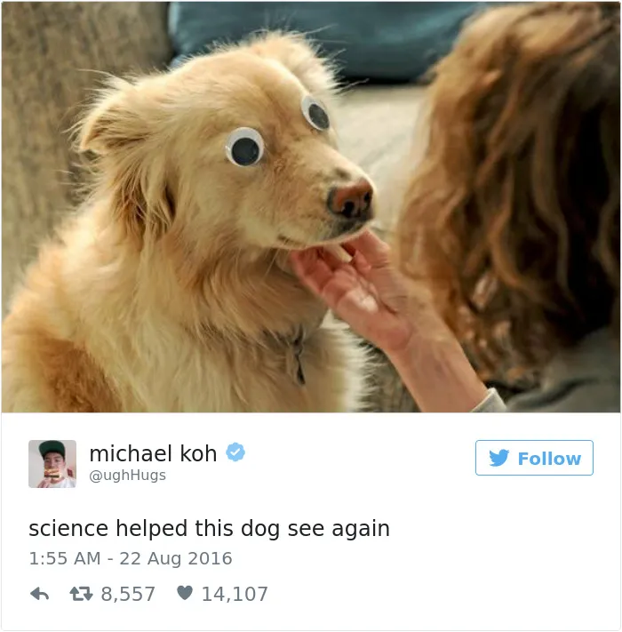 147 Of The Best Dog Tweets Of All Time