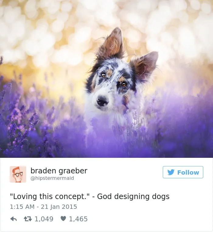 147 Of The Best Dog Tweets Of All Time