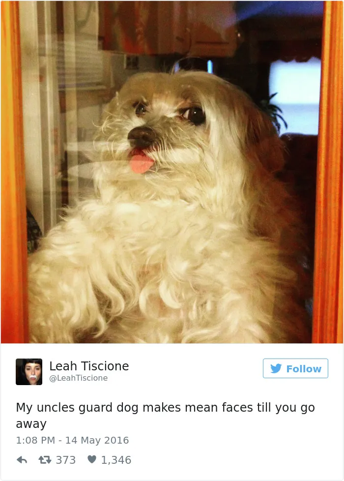 147 Of The Best Dog Tweets Of All Time