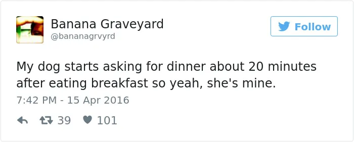 147 Of The Best Dog Tweets Of All Time