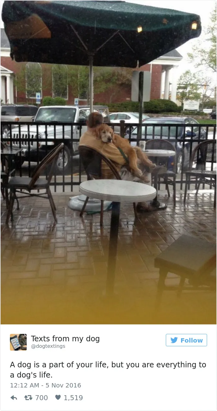 147 Of The Best Dog Tweets Of All Time