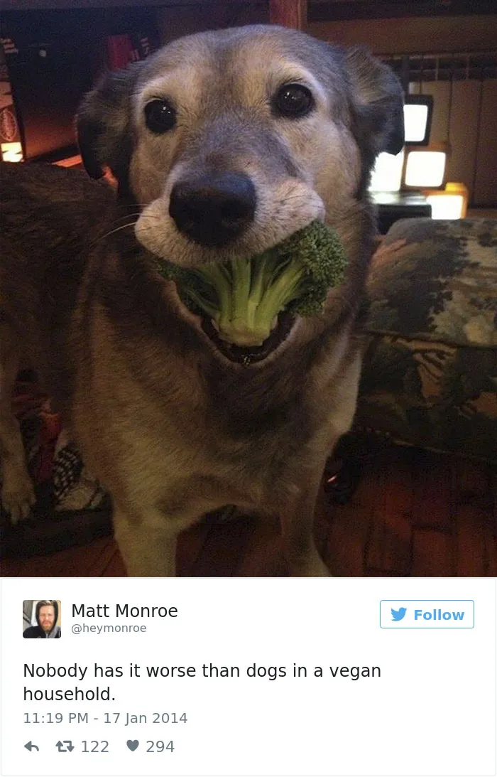 147 Of The Best Dog Tweets Of All Time
