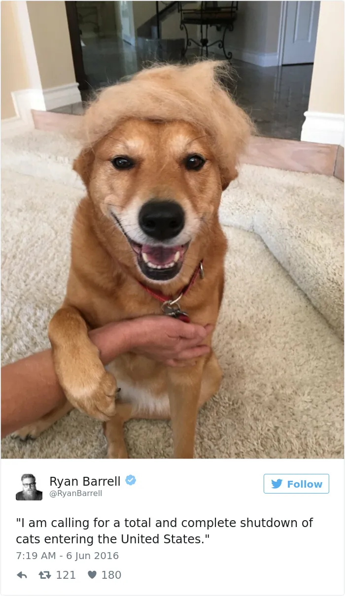 147 Of The Best Dog Tweets Of All Time