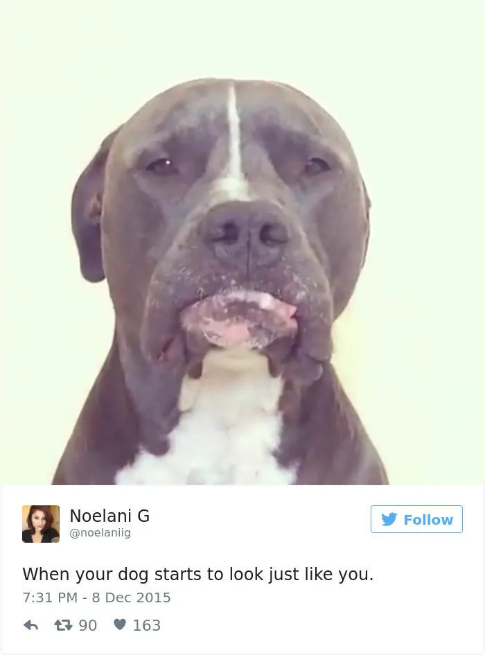 147 Of The Best Dog Tweets Of All Time
