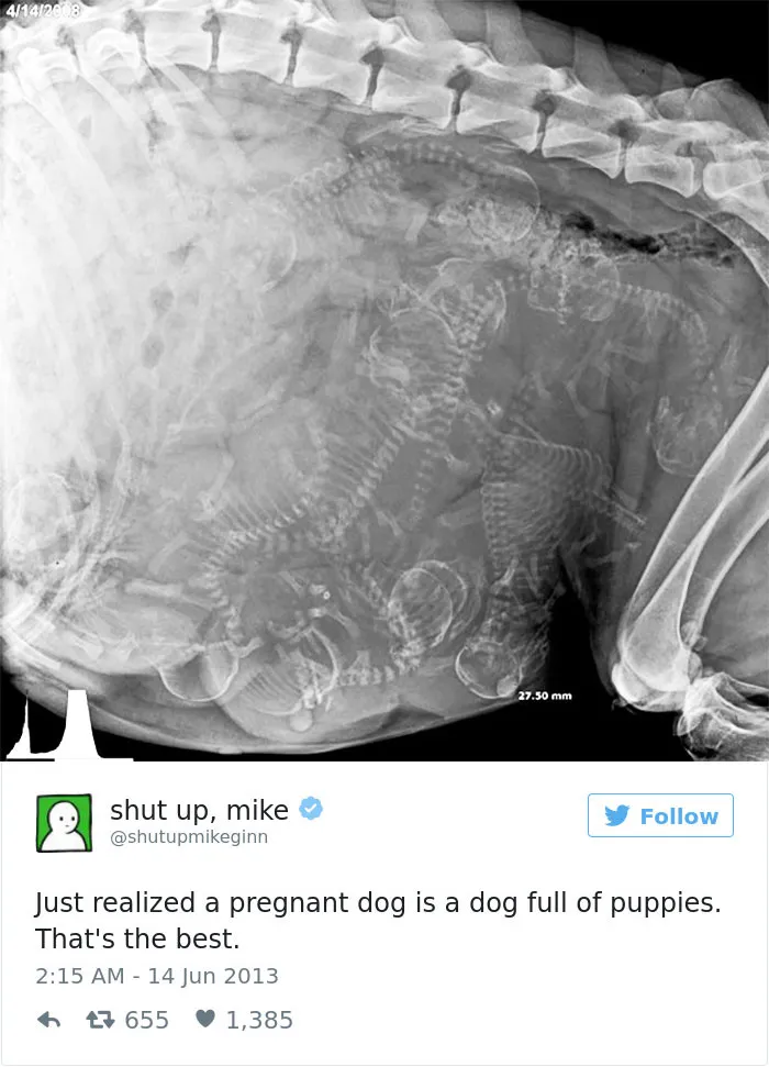 147 Of The Best Dog Tweets Of All Time