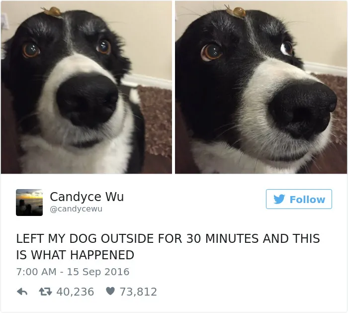 147 Of The Best Dog Tweets Of All Time