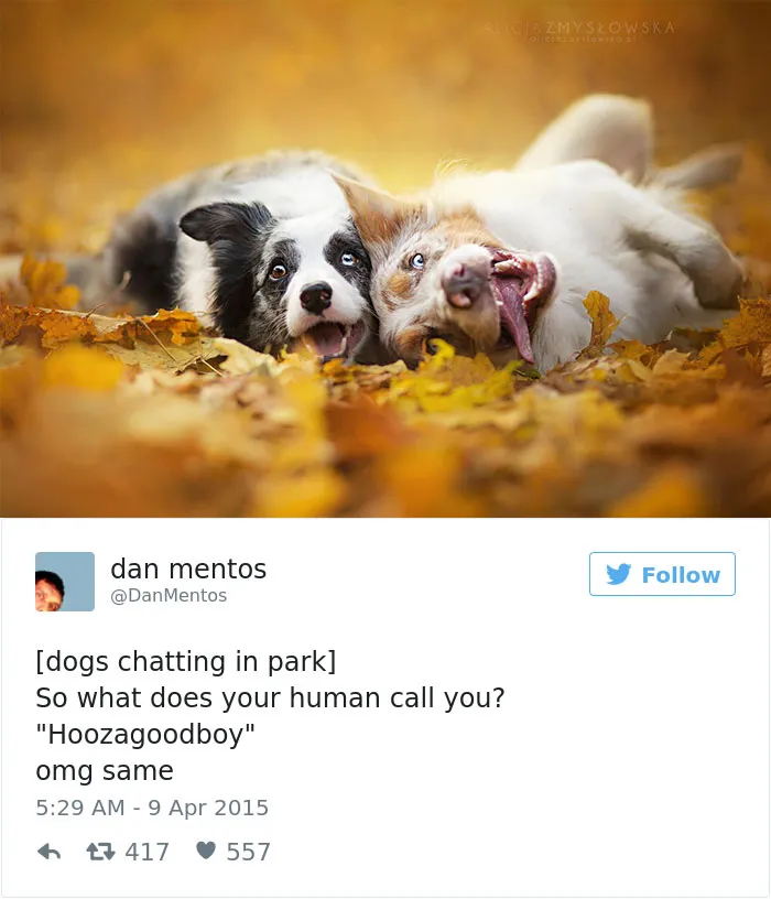 147 Of The Best Dog Tweets Of All Time