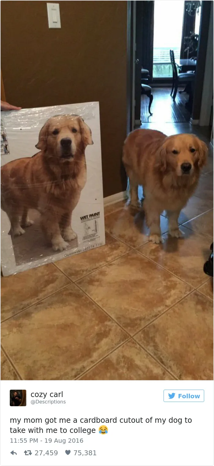 147 Of The Best Dog Tweets Of All Time