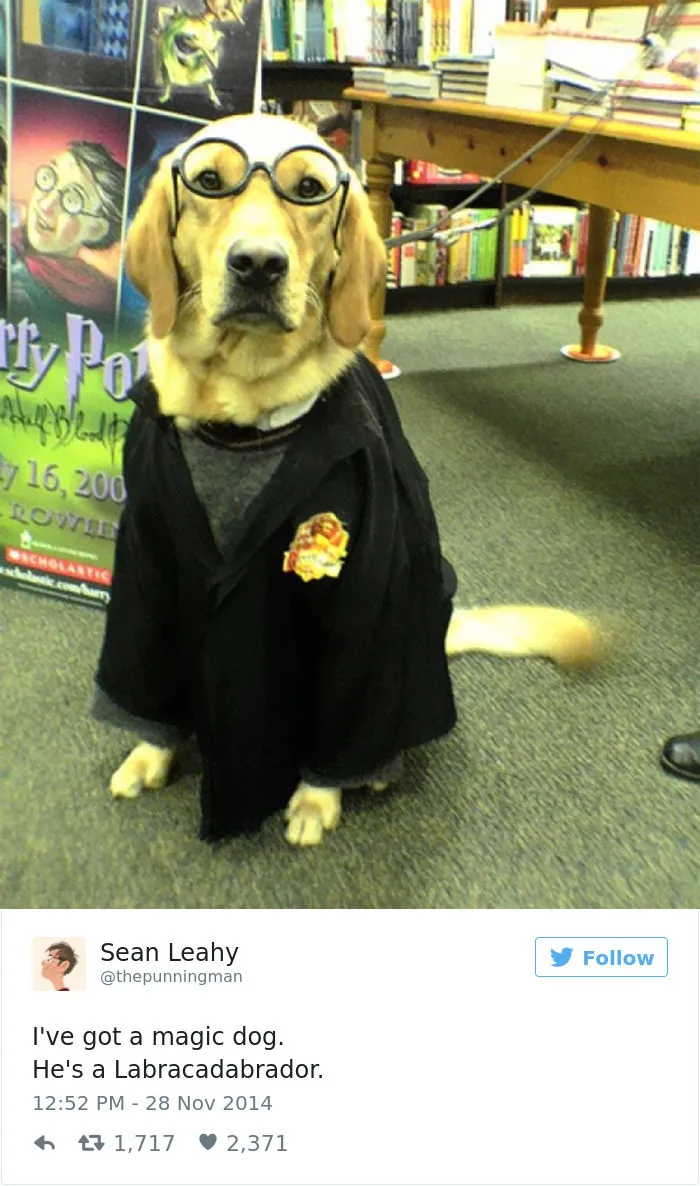 147 Of The Best Dog Tweets Of All Time