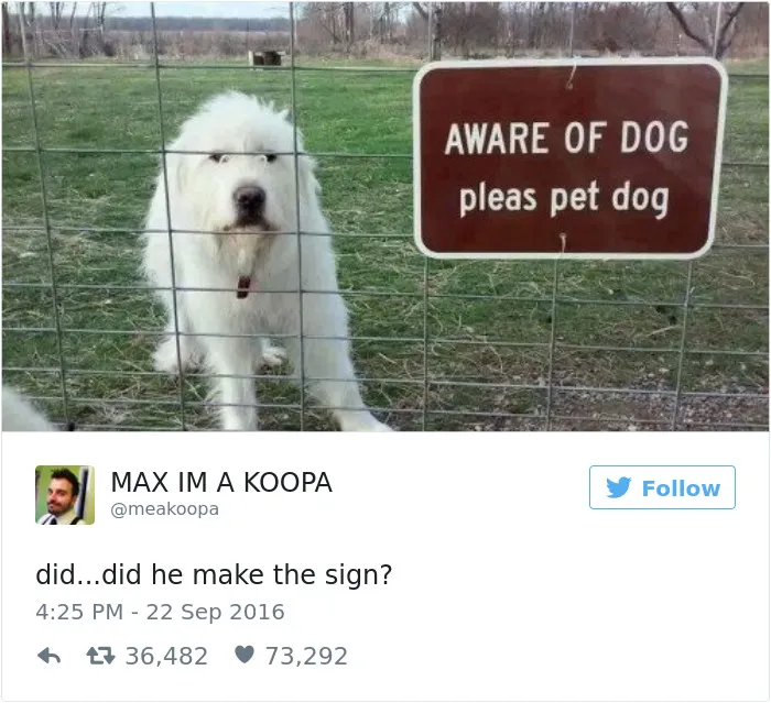 147 Of The Best Dog Tweets Of All Time