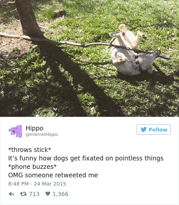 147 Of The Best Dog Tweets Of All Time