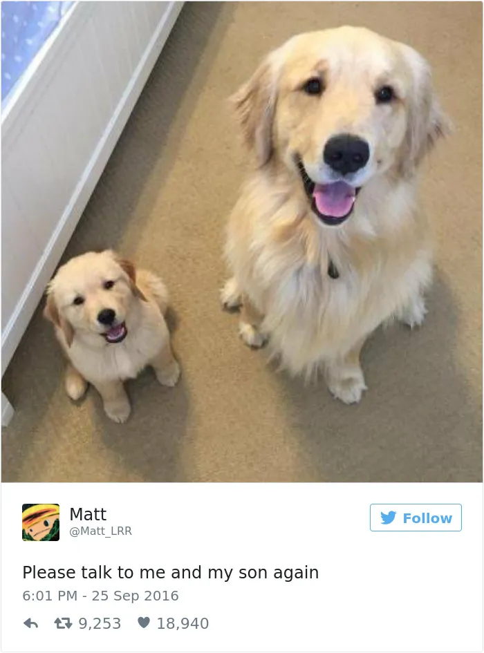 147 Of The Best Dog Tweets Of All Time