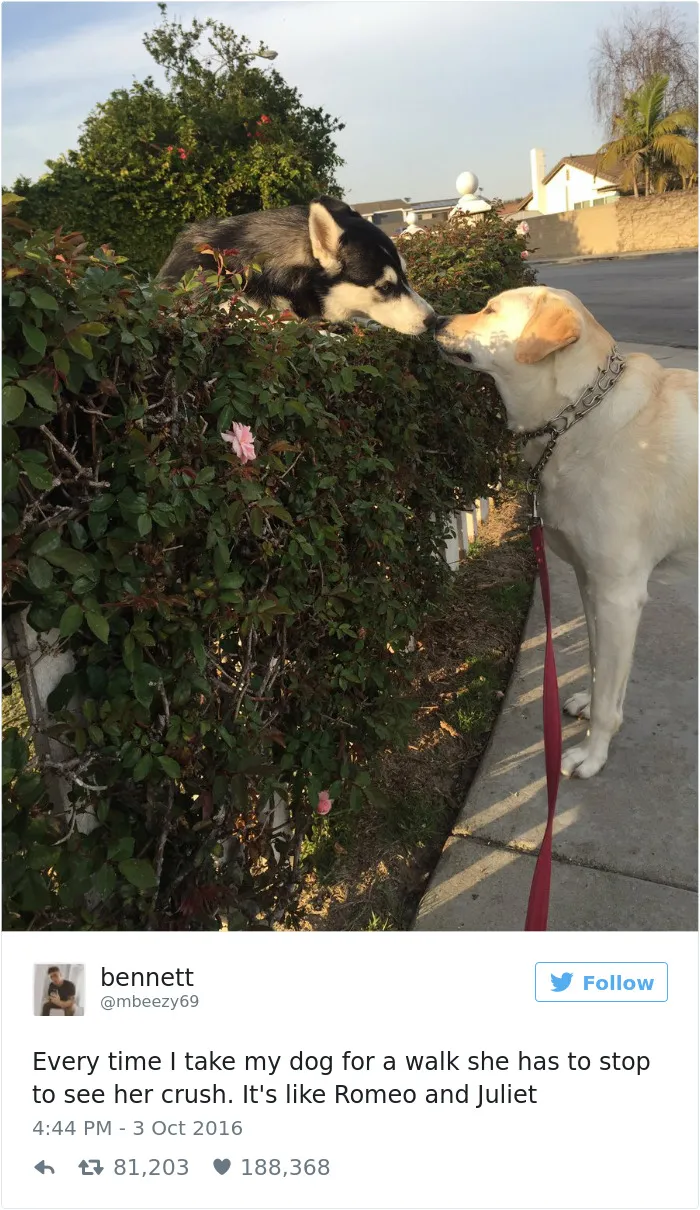 147 Of The Best Dog Tweets Of All Time