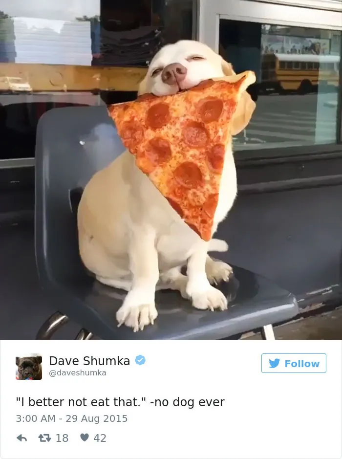 147 Of The Best Dog Tweets Of All Time