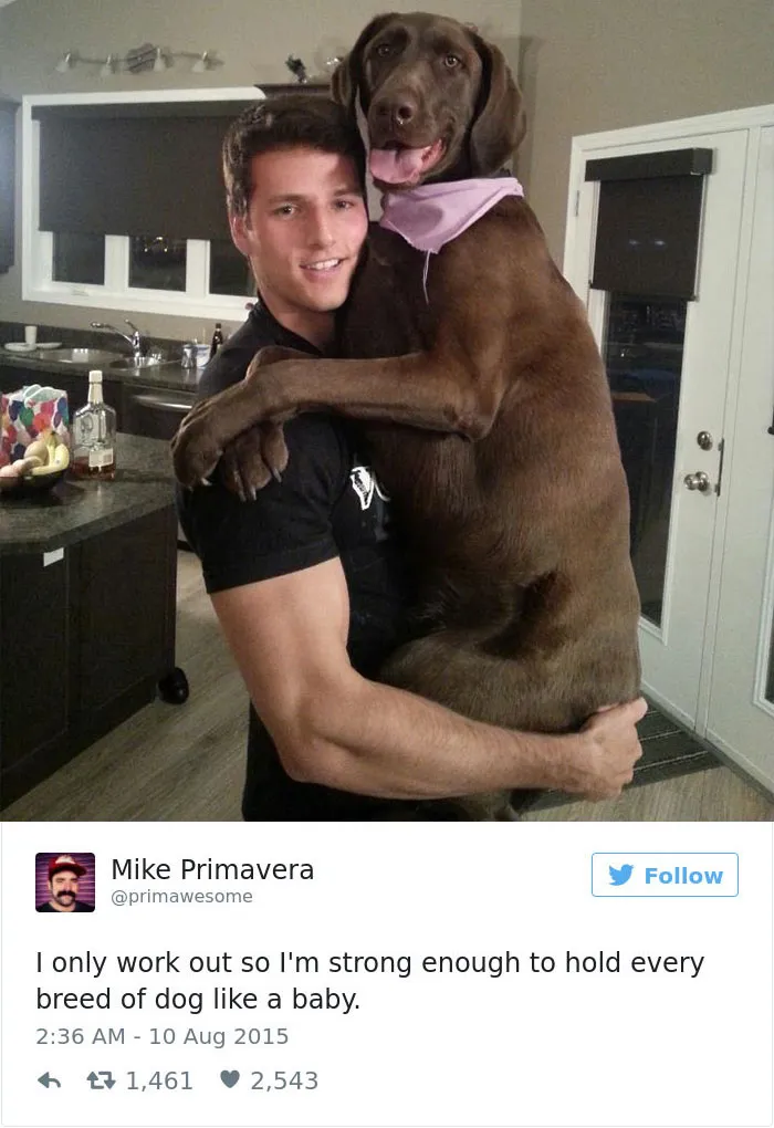 147 Of The Best Dog Tweets Of All Time