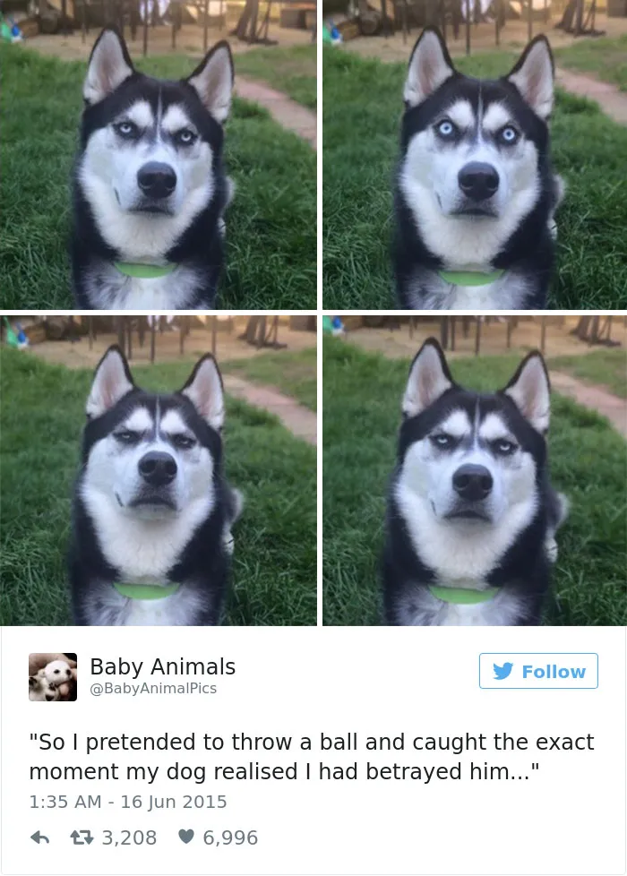 147 Of The Best Dog Tweets Of All Time