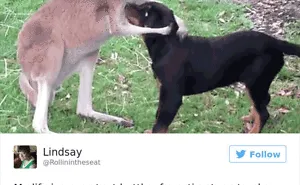 147 Of The Best Dog Tweets Of All Time