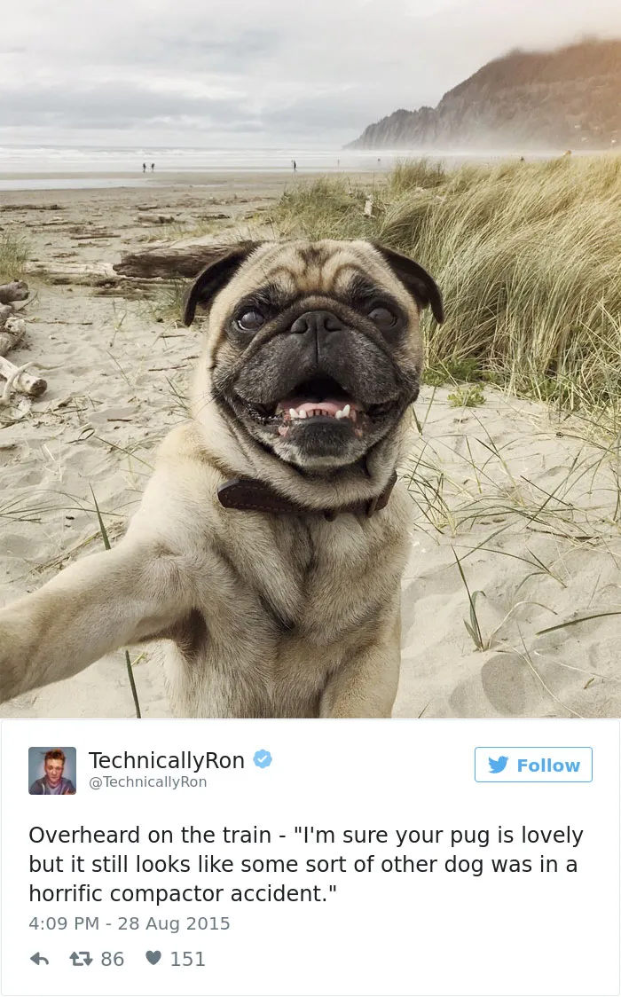 147 Of The Best Dog Tweets Of All Time