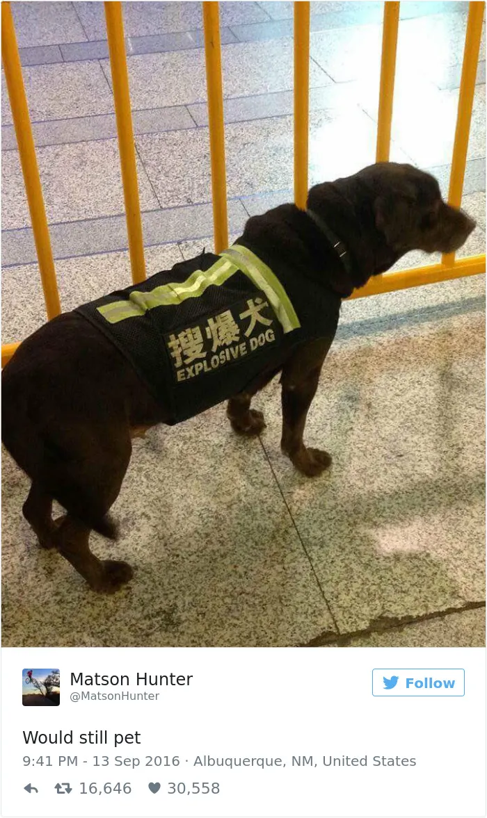 147 Of The Best Dog Tweets Of All Time