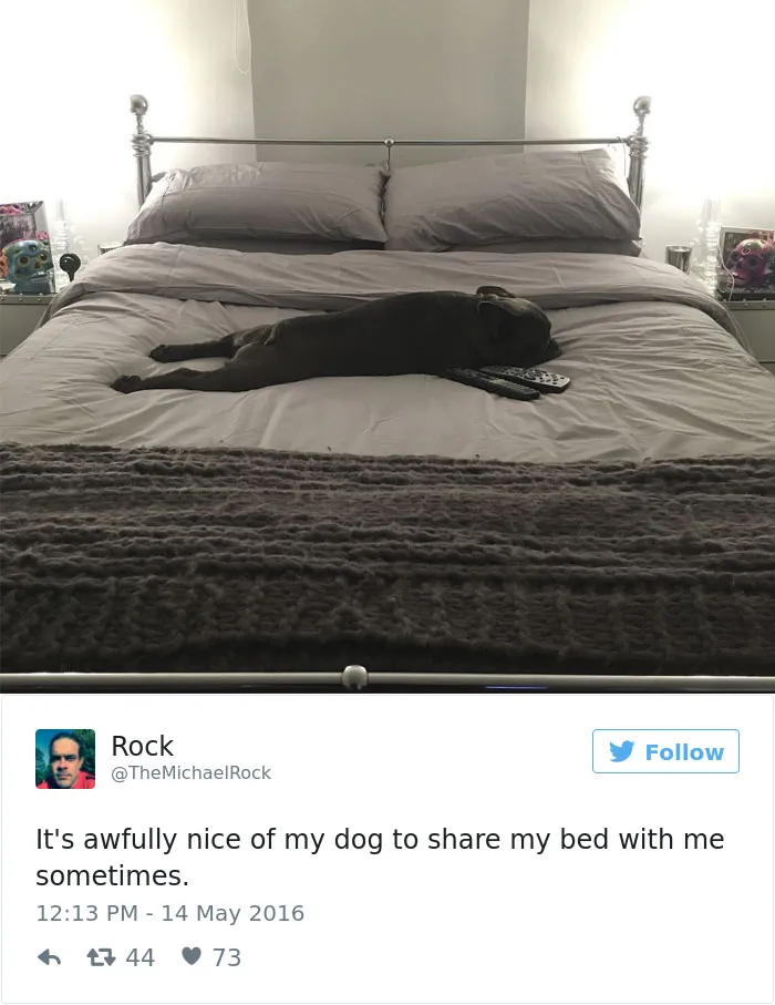 147 Of The Best Dog Tweets Of All Time