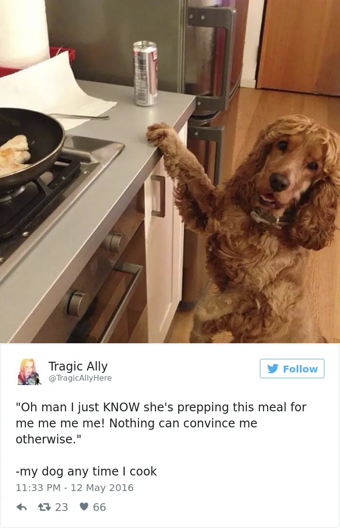 147 Of The Best Dog Tweets Of All Time