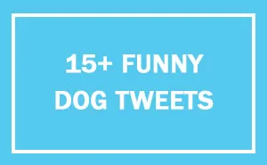 147 Of The Best Dog Tweets Of All Time